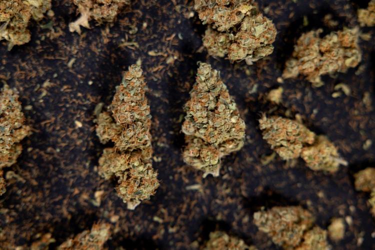 Blue Widow 🕷️  - Zamnesia x B&B. Week 11 - Blue Widow #1 - Photoperiodic - Dry Buds