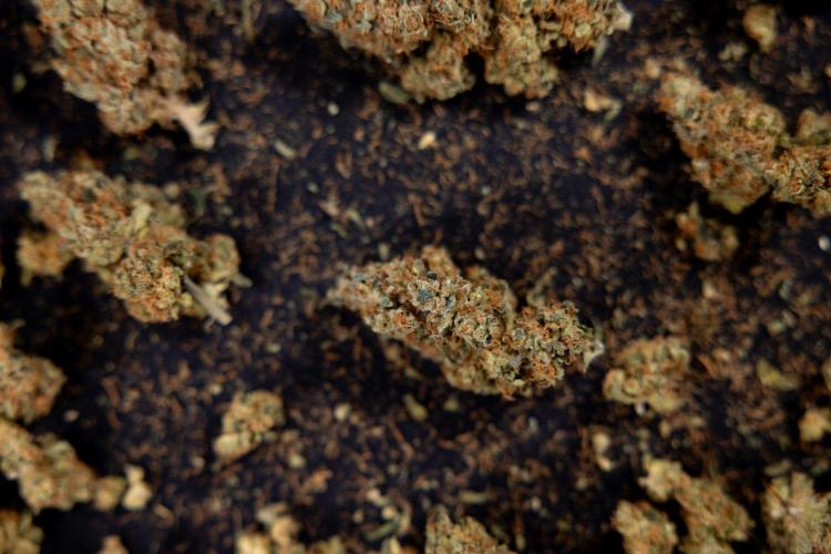 Blue Widow 🕷️  - Zamnesia x B&B. Week 11 - Blue Widow #1 - Photoperiodic - Dry Buds