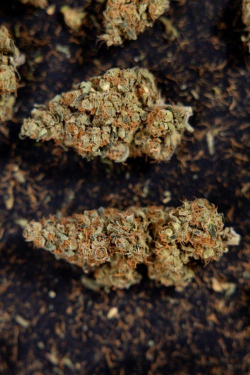 Blue Widow 🕷️  - Zamnesia x B&B. Week 11 - Blue Widow #1 - Photoperiodic - Dry Buds