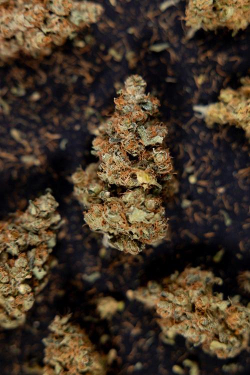 Blue Widow 🕷️  - Zamnesia x B&B. Week 11 - Blue Widow #1 - Photoperiodic - Dry Buds