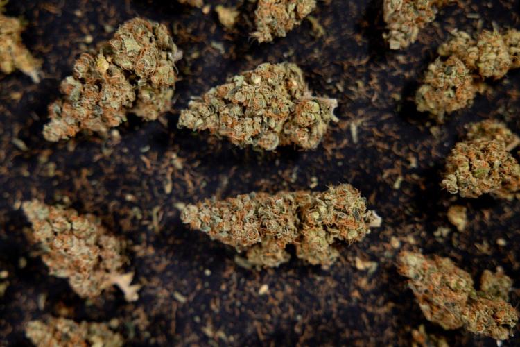 Blue Widow 🕷️  - Zamnesia x B&B. Week 11 - Blue Widow #1 - Photoperiodic - Dry Buds