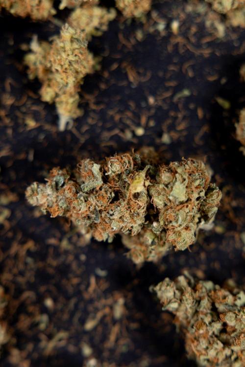 Blue Widow 🕷️  - Zamnesia x B&B. Week 11 - Blue Widow #1 - Photoperiodic - Dry Buds