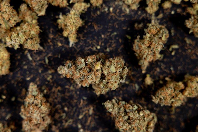 Blue Widow 🕷️  - Zamnesia x B&B. Week 11 - Blue Widow #1 - Photoperiodic - Dry Buds