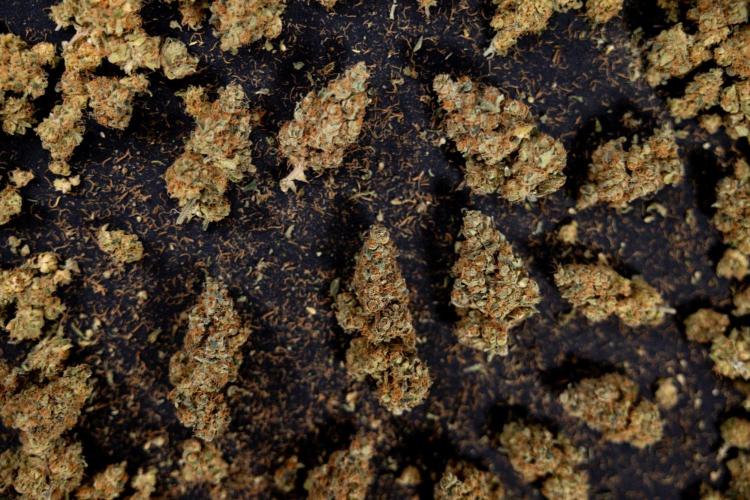 Blue Widow 🕷️  - Zamnesia x B&B. Week 11 - Blue Widow #1 - Photoperiodic - Dry Buds