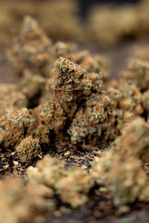 Blue Widow 🕷️  - Zamnesia x B&B. Week 11 - Blue Widow #1 - Photoperiodic - Dry Buds