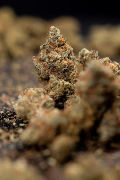 Blue Widow 🕷️  - Zamnesia x B&B. Week 11 - Blue Widow #1 - Photoperiodic - Dry Buds