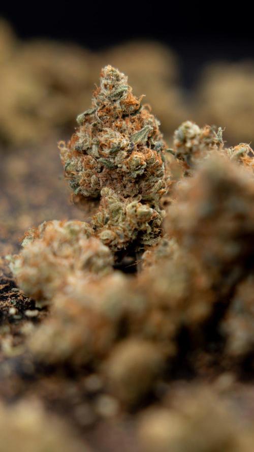 Blue Widow 🕷️  - Zamnesia x B&B. Week 11 - Blue Widow #1 - Photoperiodic - Dry Buds