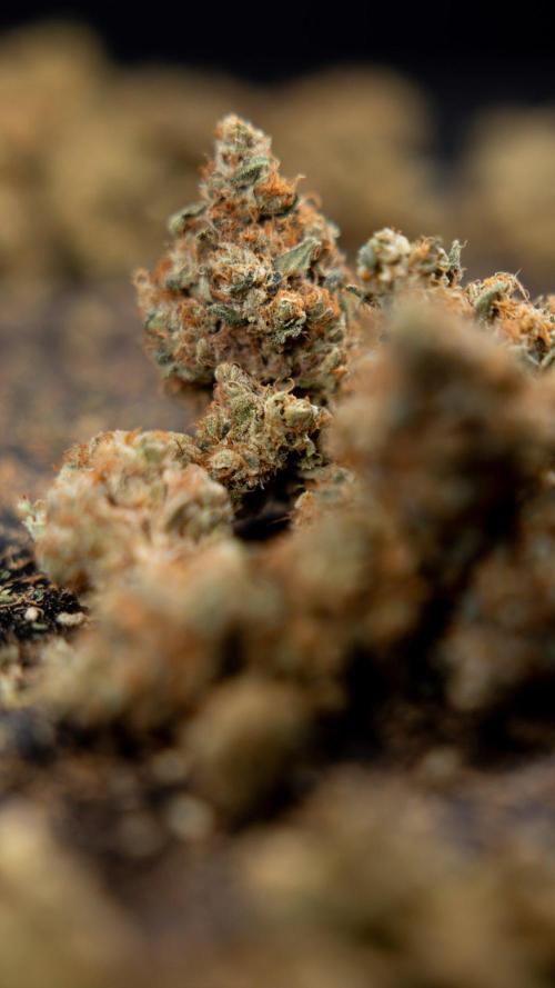 Blue Widow 🕷️  - Zamnesia x B&B. Week 11 - Blue Widow #1 - Photoperiodic - Dry Buds