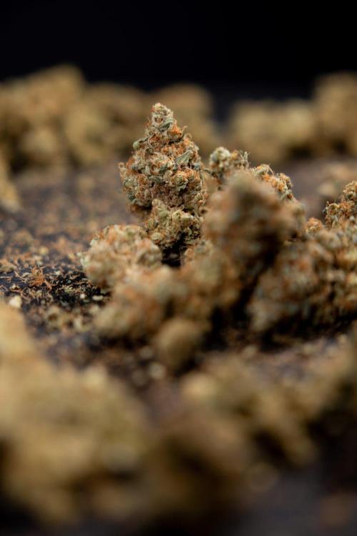 Blue Widow 🕷️  - Zamnesia x B&B. Week 11 - Blue Widow #1 - Photoperiodic - Dry Buds