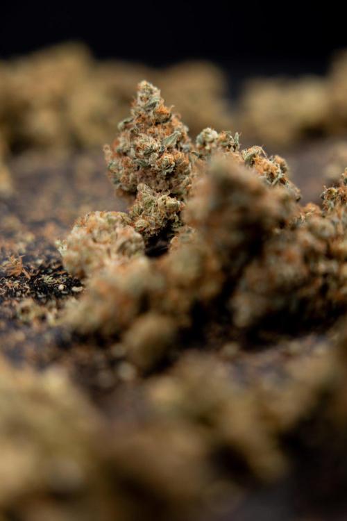 Blue Widow 🕷️  - Zamnesia x B&B. Week 11 - Blue Widow #1 - Photoperiodic - Dry Buds
