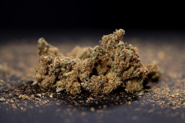 Blue Widow 🕷️  - Zamnesia x B&B. Week 11 - Blue Widow #1 - Photoperiodic - Dry Buds