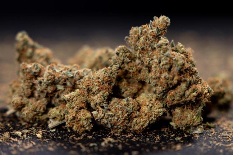 Blue Widow 🕷️  - Zamnesia x B&B. Week 11 - Blue Widow #1 - Photoperiodic - Dry Buds