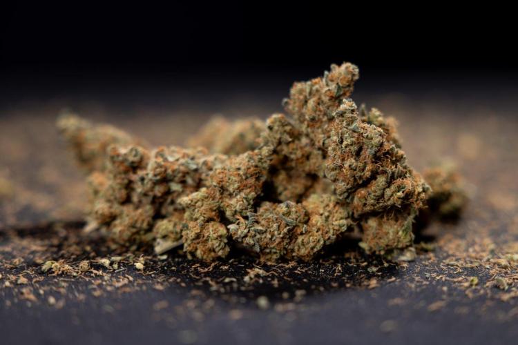 Blue Widow 🕷️  - Zamnesia x B&B. Week 11 - Blue Widow #1 - Photoperiodic - Dry Buds