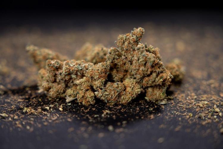 Blue Widow 🕷️  - Zamnesia x B&B. Week 11 - Blue Widow #1 - Photoperiodic - Dry Buds