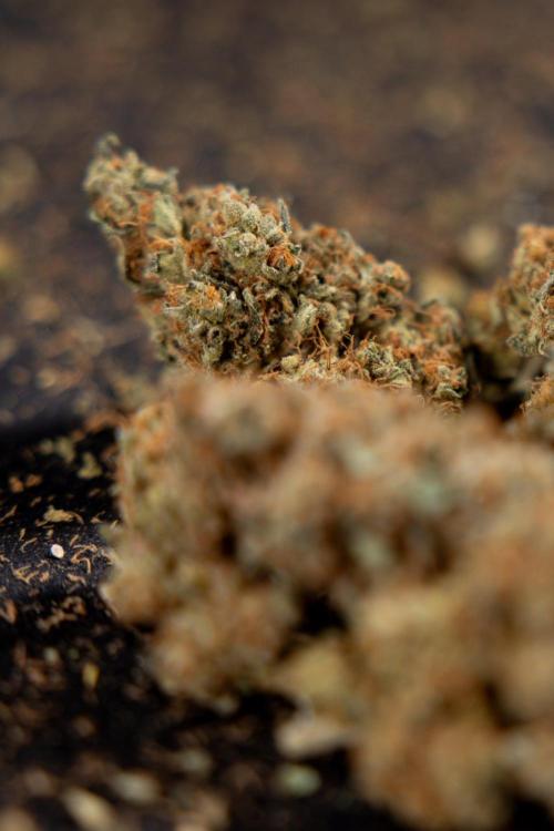 Blue Widow 🕷️  - Zamnesia x B&B. Week 11 - Blue Widow #1 - Photoperiodic - Dry Buds