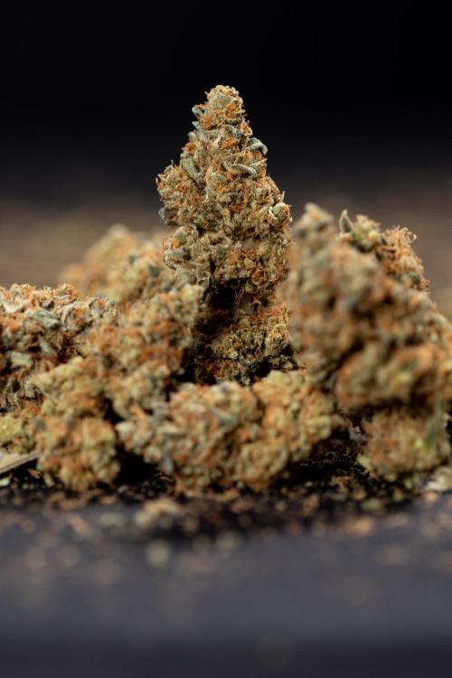 Blue Widow 🕷️  - Zamnesia x B&B. Week 11 - Blue Widow #1 - Photoperiodic - Dry Buds