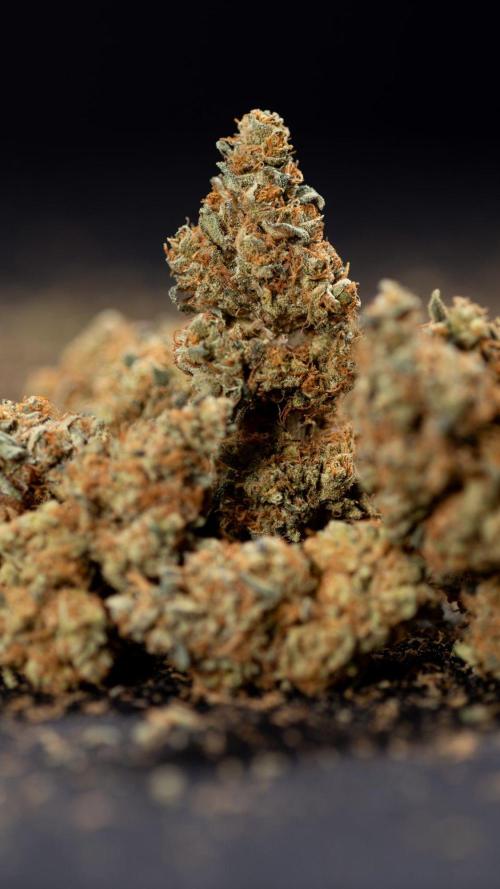 Blue Widow 🕷️  - Zamnesia x B&B. Week 11 - Blue Widow #1 - Photoperiodic - Dry Buds
