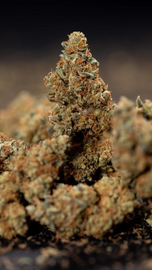 Blue Widow 🕷️  - Zamnesia x B&B. Week 11 - Blue Widow #1 - Photoperiodic - Dry Buds