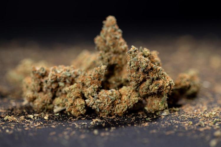 Blue Widow 🕷️  - Zamnesia x B&B. Week 11 - Blue Widow #1 - Photoperiodic - Dry Buds