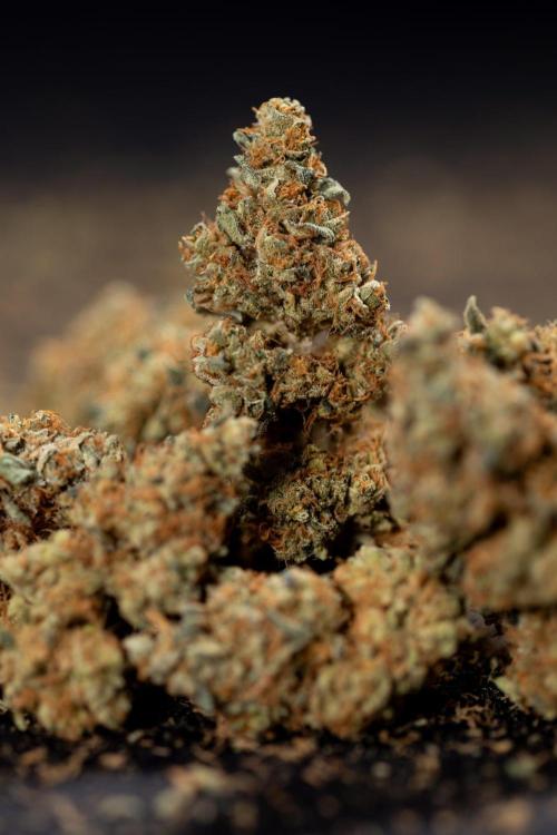 Blue Widow 🕷️  - Zamnesia x B&B. Week 11 - Blue Widow #1 - Photoperiodic - Dry Buds