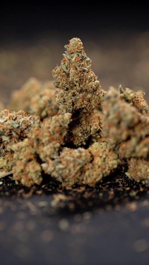 Blue Widow 🕷️  - Zamnesia x B&B. Week 11 - Blue Widow #1 - Photoperiodic - Dry Buds