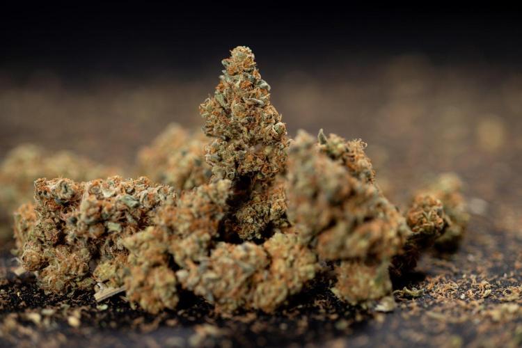Blue Widow 🕷️  - Zamnesia x B&B. Week 11 - Blue Widow #1 - Photoperiodic - Dry Buds