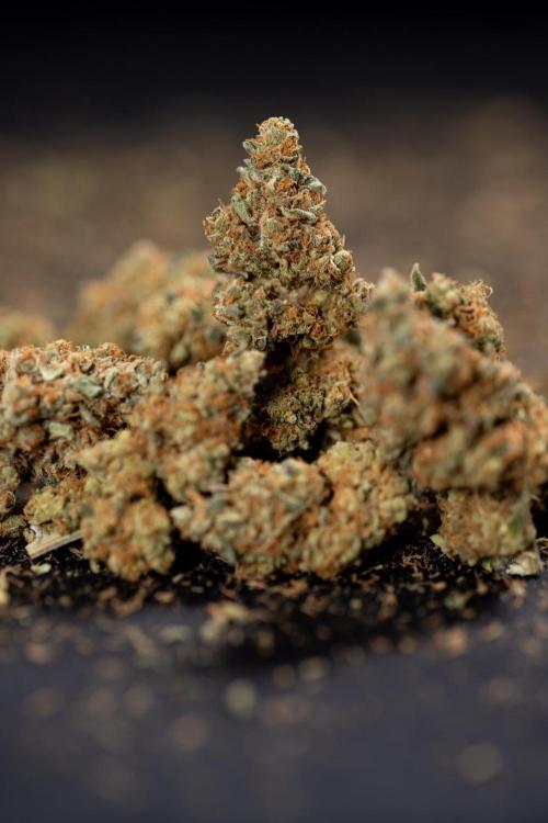 Blue Widow 🕷️  - Zamnesia x B&B. Week 11 - Blue Widow #1 - Photoperiodic - Dry Buds