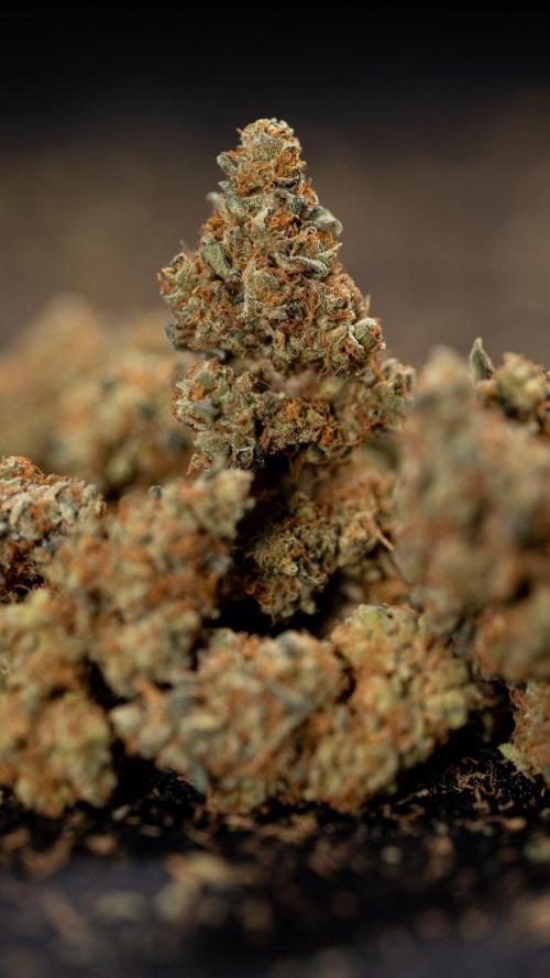 Blue Widow 🕷️  - Zamnesia x B&B. Week 11 - Blue Widow #1 - Photoperiodic - Dry Buds