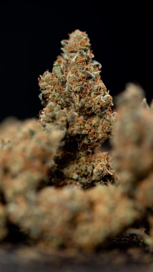 Blue Widow 🕷️  - Zamnesia x B&B. Week 11 - Blue Widow #1 - Photoperiodic - Dry Buds