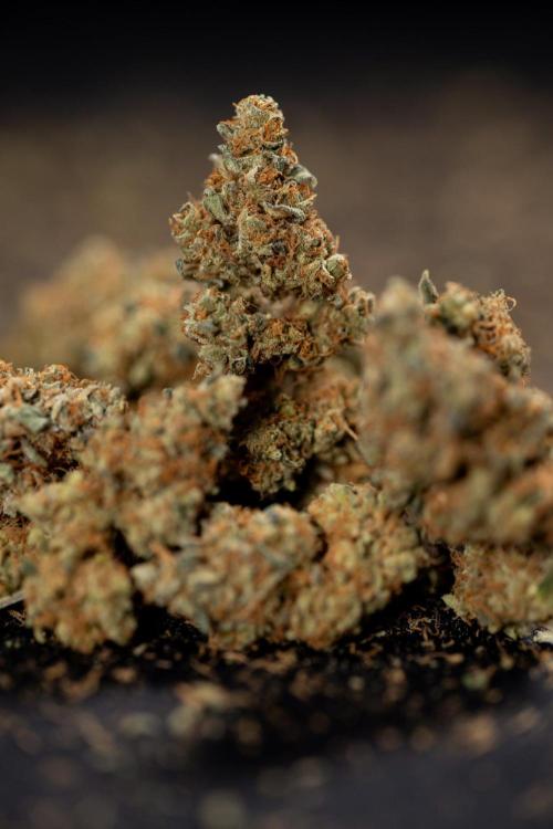 Blue Widow 🕷️  - Zamnesia x B&B. Week 11 - Blue Widow #1 - Photoperiodic - Dry Buds