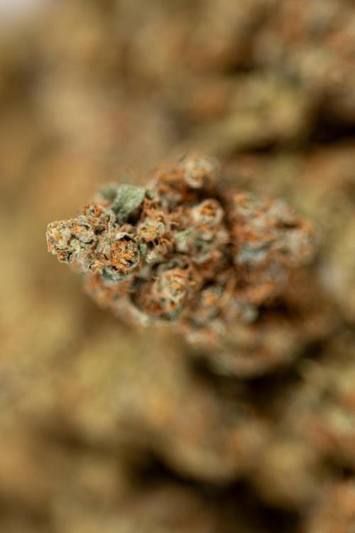 Blue Widow 🕷️  - Zamnesia x B&B. Week 11 - Blue Widow #1 - Photoperiodic - Dry Buds
