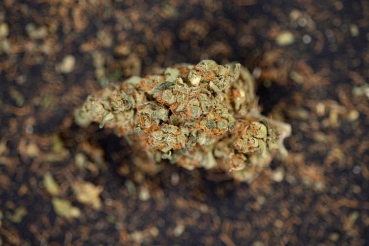 Blue Widow 🕷️  - Zamnesia x B&B. Week 11 - Blue Widow #1 - Photoperiodic - Dry Buds