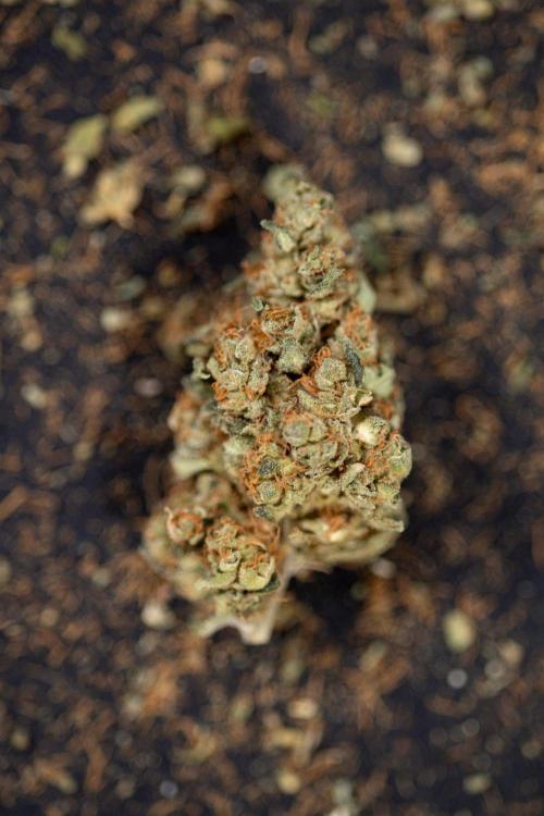 Blue Widow 🕷️  - Zamnesia x B&B. Week 11 - Blue Widow #1 - Photoperiodic - Dry Buds