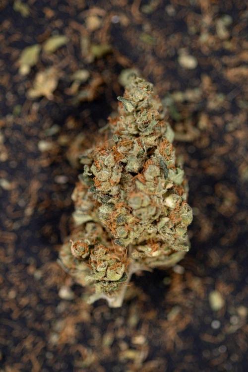 Blue Widow 🕷️  - Zamnesia x B&B. Week 11 - Blue Widow #1 - Photoperiodic - Dry Buds