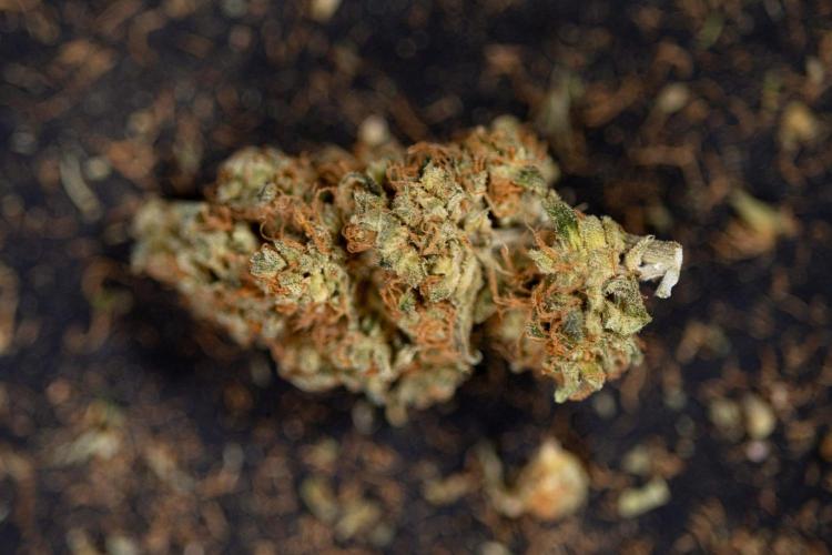 Blue Widow 🕷️  - Zamnesia x B&B. Week 11 - Blue Widow #1 - Photoperiodic - Dry Buds