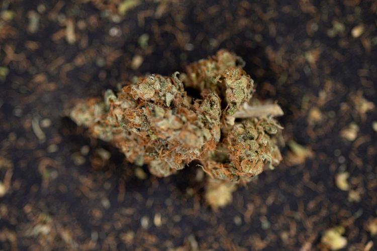 Blue Widow 🕷️  - Zamnesia x B&B. Week 11 - Blue Widow #1 - Photoperiodic - Dry Buds