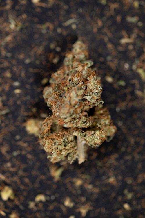 Blue Widow 🕷️  - Zamnesia x B&B. Week 11 - Blue Widow #1 - Photoperiodic - Dry Buds