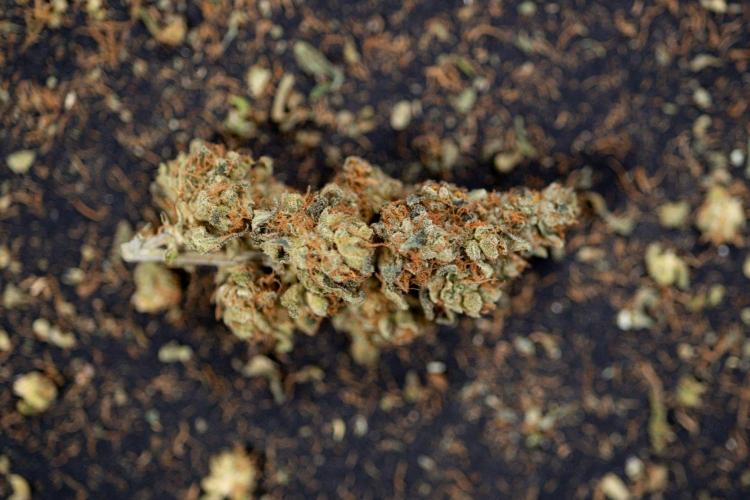 Blue Widow 🕷️  - Zamnesia x B&B. Week 11 - Blue Widow #1 - Photoperiodic - Dry Buds