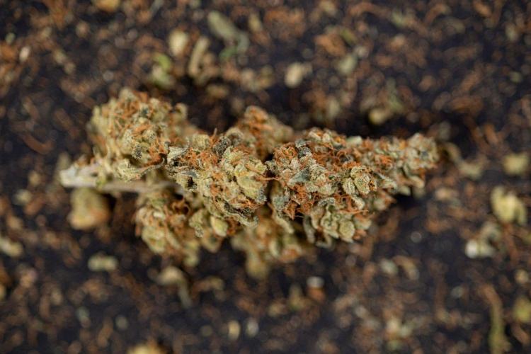 Blue Widow 🕷️  - Zamnesia x B&B. Week 11 - Blue Widow #1 - Photoperiodic - Dry Buds