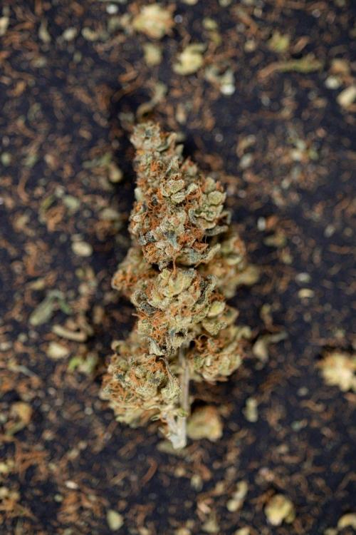 Blue Widow 🕷️  - Zamnesia x B&B. Week 11 - Blue Widow #1 - Photoperiodic - Dry Buds