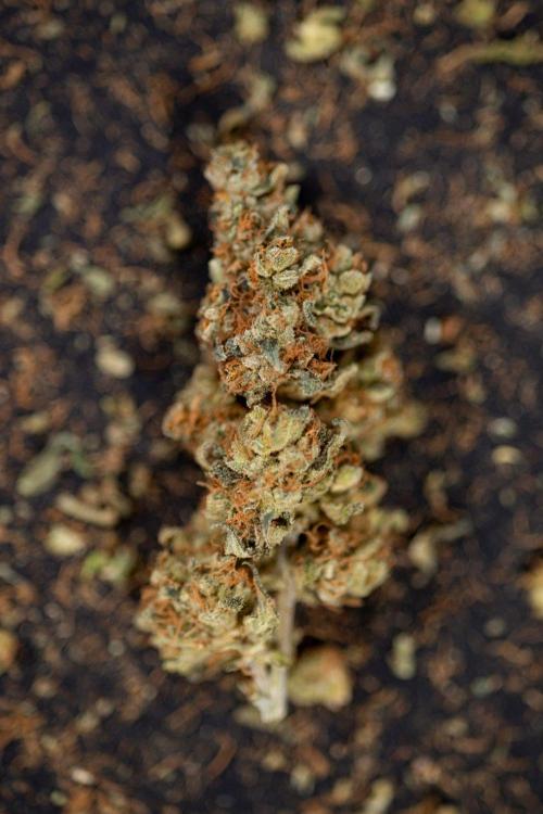 Blue Widow 🕷️  - Zamnesia x B&B. Week 11 - Blue Widow #1 - Photoperiodic - Dry Buds