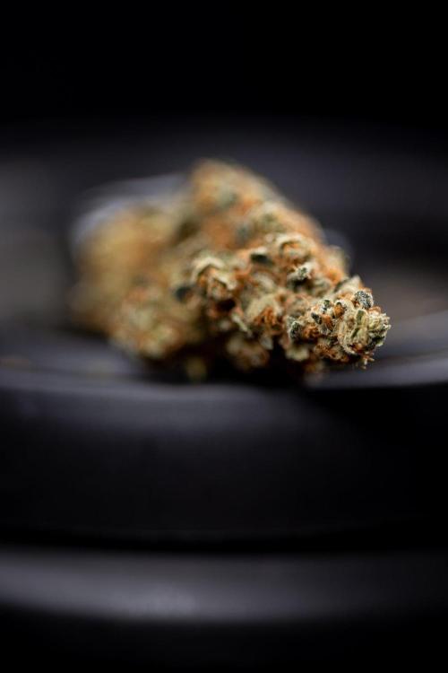 Blue Widow 🕷️  - Zamnesia x B&B. Week 11 - Blue Widow #1 - Photoperiodic - Dry Buds