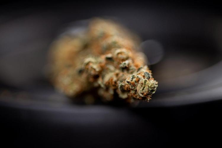 Blue Widow 🕷️  - Zamnesia x B&B. Week 11 - Blue Widow #1 - Photoperiodic - Dry Buds