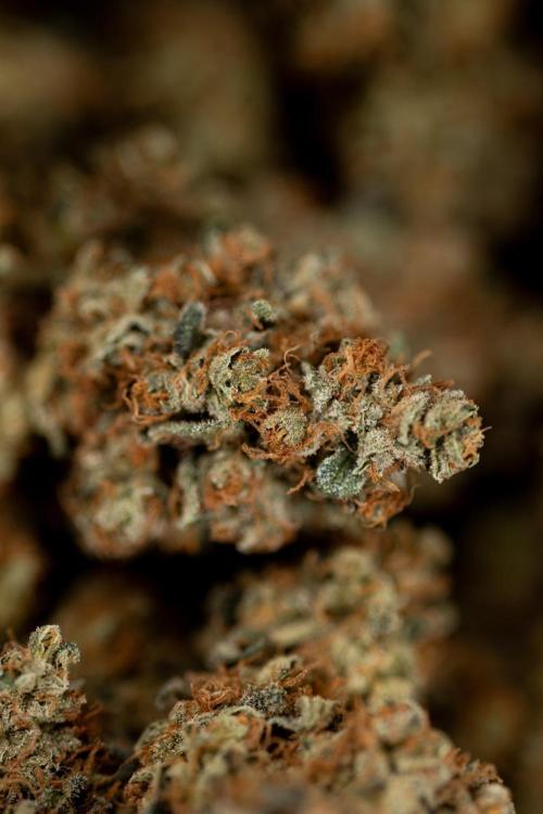 Blue Widow 🕷️  - Zamnesia x B&B. Week 11 - Blue Widow #1 - Photoperiodic - Dry Buds