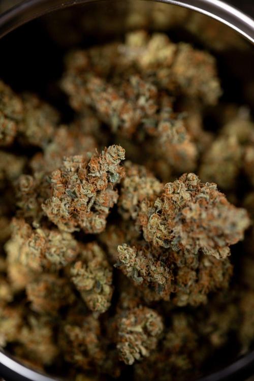 Blue Widow 🕷️  - Zamnesia x B&B. Week 11 - Blue Widow #1 - Photoperiodic - Dry Buds