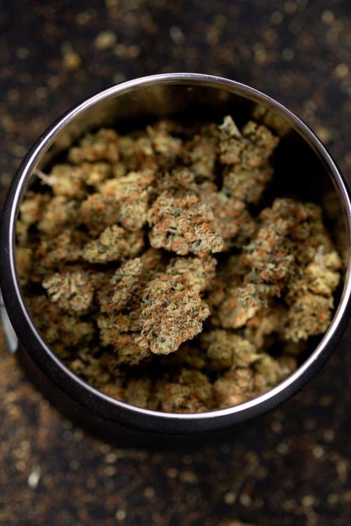 Blue Widow 🕷️  - Zamnesia x B&B. Week 11 - Blue Widow #1 - Photoperiodic - Dry Buds