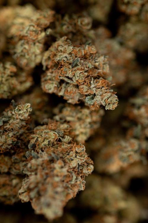 Blue Widow 🕷️  - Zamnesia x B&B. Week 11 - Blue Widow #1 - Photoperiodic - Dry Buds