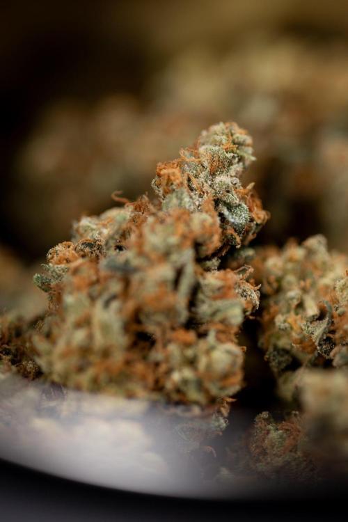 Blue Widow 🕷️  - Zamnesia x B&B. Week 11 - Blue Widow #1 - Photoperiodic - Dry Buds