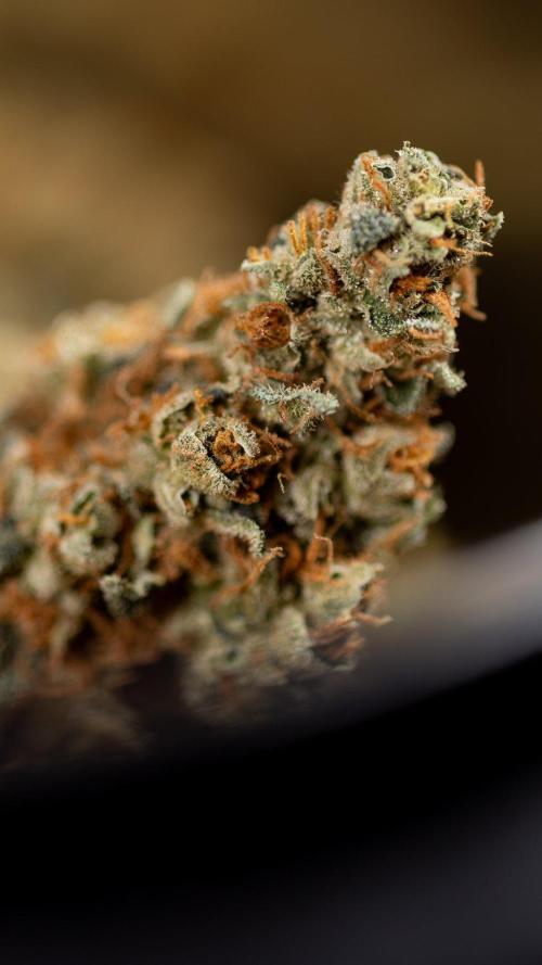 Blue Widow 🕷️  - Zamnesia x B&B. Week 11 - Blue Widow #1 - Photoperiodic - Dry Buds