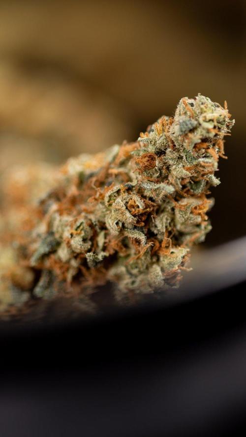 Blue Widow 🕷️  - Zamnesia x B&B. Week 11 - Blue Widow #1 - Photoperiodic - Dry Buds